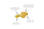 Chupete Dr Marinov Etapa 2 - Imagen 3